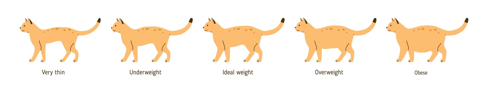 Overweight Cat Chart, Elk Grove Vets